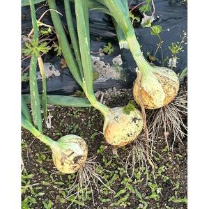 甘すぎ新鮮岡山産 みずみずしい【白玉ねぎ+赤玉ねぎ】3kgセット家庭用 減化学肥料 タマネギ 生食 健康 野菜 食品 食べ比べ 培期間中農薬・除草剤不使用 自然の力 訳あり(サイズ混合)