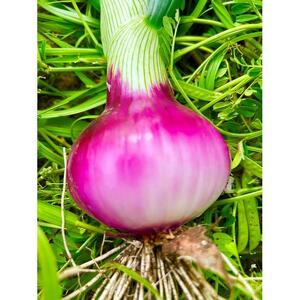 甘すぎ新鮮岡山産 みずみずしい【白玉ねぎ+赤玉ねぎ】3kgセット家庭用 減化学肥料 タマネギ 生食 健康 野菜 食品 食べ比べ 培期間中農薬・除草剤不使用 自然の力 訳あり(サイズ混合)