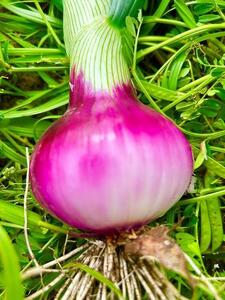 岡山市産 赤紫玉ねぎ3kg(サイズ混合)栽培期間中農薬・除草剤不使用自然の力健康野菜