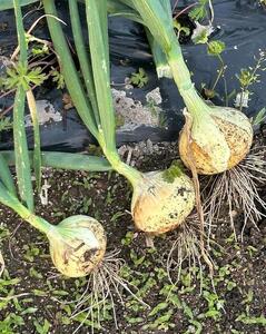 岡山市産 玉ねぎ3kg(サイズ混合)栽培期間中農薬・除草剤不使用全て自然の力健康野菜