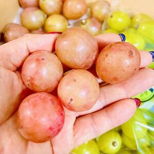 ぶどう2026年  クイーンニーナ シャインマスカット マイハート 秀品 粒だ2.4kg 農林大臣賞受賞 岡山 国産 果物 フルーツ 食べ比べ2026年8月中旬から発送