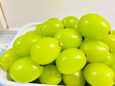 ぶどう2026年  クイーンニーナ シャインマスカット マイハート 秀品 粒だ2.4kg 農林大臣賞受賞 岡山 国産 果物 フルーツ 食べ比べ2026年8月中旬から発送