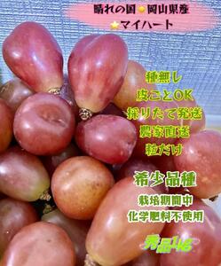 ぶどう 2026年  マイハート 秀品 粒だけ 約1kg 岡山 国産 果物 フルーツ 2026年8月中旬から発送