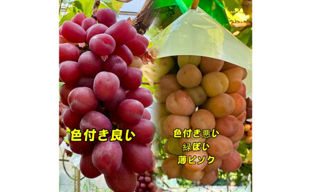 ぶどう 2026年  マイハート 秀品 粒だけ 約1kg 岡山 国産 果物 フルーツ 2026年8月中旬から発送