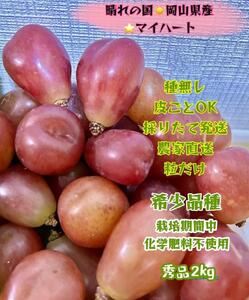 ぶどう 2026年  マイハート 秀品 粒だけ 約2kg 岡山 国産 果物 フルーツ  2026年8月中旬から発送