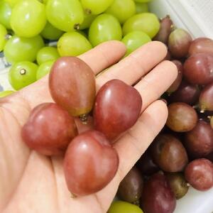 ぶどう 2026年  マイハート 秀品 粒だけ 約2kg 岡山 国産 果物 フルーツ  2026年8月中旬から発送