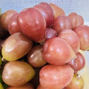 ぶどう 2026年  マイハート 秀品 粒だけ 約2kg 岡山 国産 果物 フルーツ  2026年8月中旬から発送