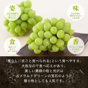 岡山県産 シャインマスカット  1kg以上（2～3房）＜2026年9月上旬～10月下旬発送＞｜  シャインマスカット