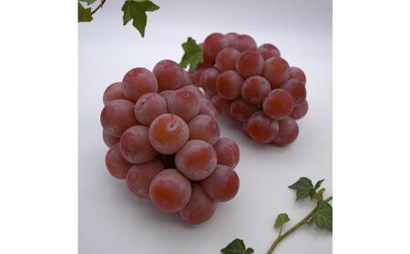 2026年 ご家庭用　岡山県産クインニーナ1.2kg（2～3房）｜ ぶどう ぶどう