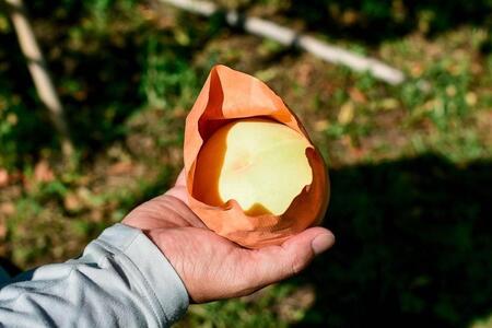 清水白桃　ご家庭用　1.5kg箱（6玉前後）