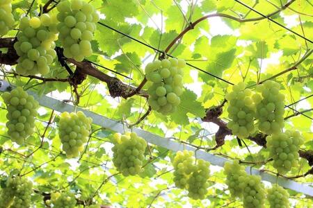 2026年 くぼ農園 ぶどう セレクション 4～5房（合計約3.0kg）｜ ぶどう