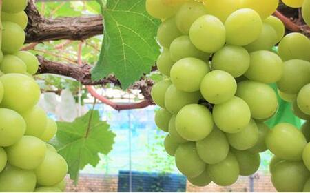 ぶどう 2026年  シャインマスカット 2房（約1.5kg） ブドウ 葡萄 岡山市産 国産 フルーツ 果物 ギフトタンポポ農園