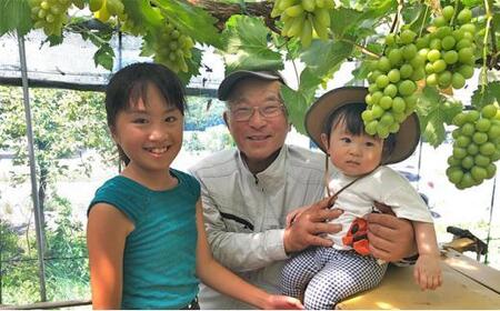 ぶどう 2026年  シャインマスカット 2房（約1.5kg） ブドウ 葡萄 岡山市産 国産 フルーツ 果物 ギフトタンポポ農園