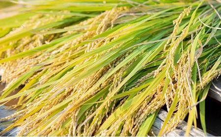 令和7年産 石原果樹園の備前乙女 米   白 米  4kg （2kg×2袋） 乳酸菌栽培