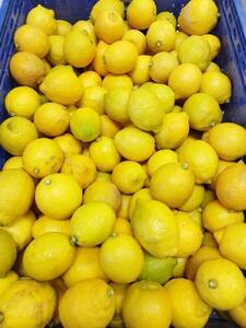 レモネード 900ml×3本セット