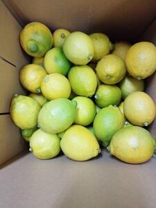 レモネード 900ml×3本セット