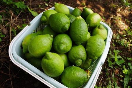 レモネード 900ml×3本セット