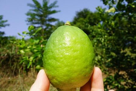 レモネード 900ml×3本セット