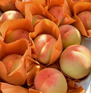 岡山市産 清水白桃 ご家庭用 大玉3玉 ＜2026年7月上旬～8月下旬頃出荷＞