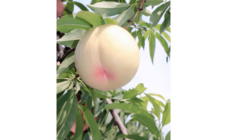 桃 2026年  特選 岡山の桃 8玉 約2kg 早生（わせ）種 もも モモ 岡山県産 国産 フルーツ 果物 ギフト いろは堂