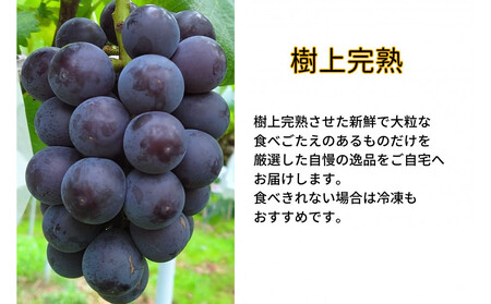 厳選 藤稔 1.0kg以上 2房 朝採れ ぶどう 葡萄 Kawahara Green Farm 岡山県産 2026年