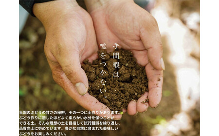 厳選 藤稔 1.0kg以上 2房 朝採れ ぶどう 葡萄 Kawahara Green Farm 岡山県産 2026年