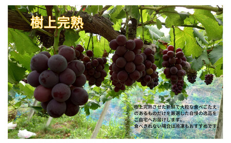 家庭用 藤稔 1.0kg以上 2房 朝採れ ぶどう 葡萄 Kawahara Green Farm 岡山県産 2026年