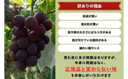 家庭用 藤稔 1.0kg以上 2房 朝採れ ぶどう 葡萄 Kawahara Green Farm 岡山県産 2026年