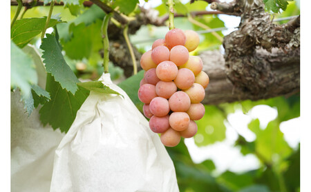 厳選　悟紅玉 旧ゴルビー 1.0kg以上 2房 朝採れ ぶどう 葡萄 Kawahara Green Farm　岡山県産　2026年