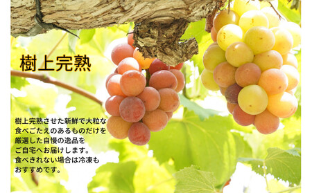 厳選　悟紅玉 旧ゴルビー 1.0kg以上 2房 朝採れ ぶどう 葡萄 Kawahara Green Farm　岡山県産　2026年