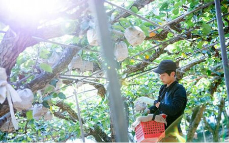 梨 2026年  家庭用  ヤーリ― （6～13玉）約4kg 箱青秀 【岡山県産 フルーツ ギフト 石原果樹園】