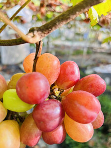 ぶどう2026年マイハート18粒入り化粧箱レッド