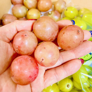 ぶどう2026年クイーンニーナ18粒入り化粧箱ブラック