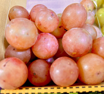 ぶどう2026年クイーンニーナ18粒入り化粧箱ブラック