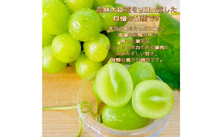 ぶどう2026年シャインマスカット18粒入り化粧箱レッド