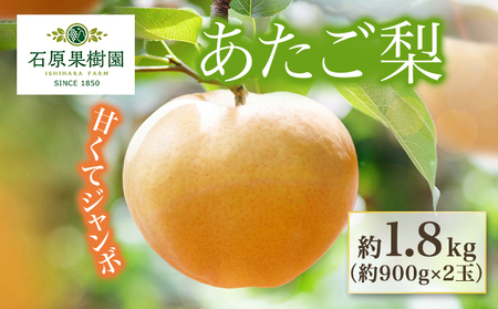 梨 2024年 先行予約 あたご梨 約900g×2玉 化粧箱 ナシ なし 岡山県産