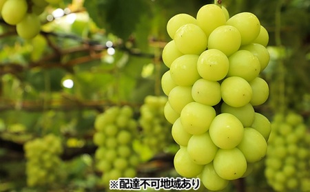 【9~10月お届け】五果苑 シャインマスカット 1房 約800g【配達不可:離島】
