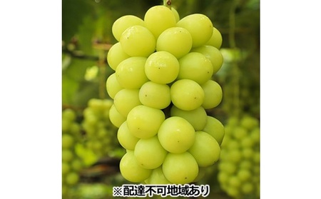 横木農園 シャインマスカット 家庭用 約2kg(4~6房)