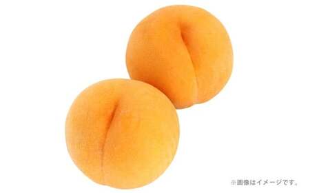 黄金桃（6玉 約1.4kg、ロイヤル級 1玉 240g以上）【2026年9月上旬～9月下旬 発送予定】【黄金桃 桃 もも モモ 果物 フルーツ 岡山県 倉敷市 おすすめ 人気】