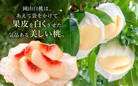 【訳あり】岡山白桃（家庭用）1.2kg以上  サイズ不揃い【2026年7月上旬～9月上旬まで順次発送予定】 もも 桃 モモ 4～7玉 フルーツ 果物 岡山県 倉敷市