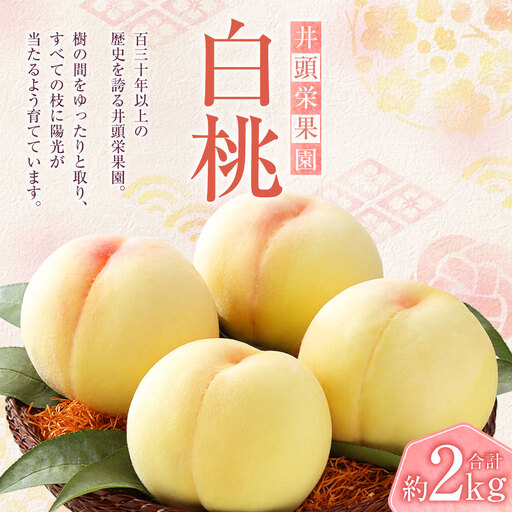 井頭栄果園 白桃 約2kg 【2026年7月上旬～8月上旬まで順次発送予定】【もも 桃 白桃 果物 フルーツ 国産 人気 おすすめ 岡山県 倉敷市】