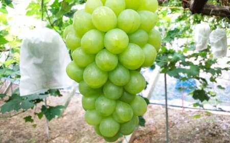 岡山シャインマスカット 1房 750グラム以上【2026年9月上旬～10月下旬まで順次発送予定】【シャインマスカット シャイン マスカット 人気フルーツ 岡山フルーツ おすすめフルーツ 岡山県 倉敷市】