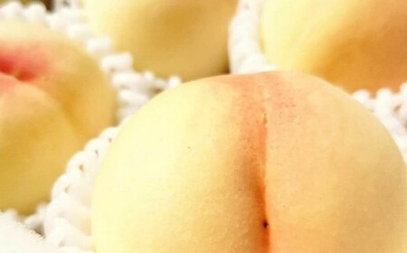 【訳アリ家庭用】清水白桃 3.6キロ【2026年7月上旬~7月下旬 発送予定】