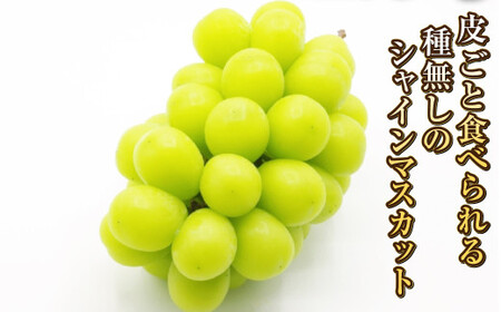 岡山シャインマスカット 2～4房 1.5キロ以上【2026年9月上旬～10月下旬まで順次発送予定】【シャインマスカット シャイン マスカット 人気フルーツ 岡山フルーツ おすすめフルーツ 岡山県 倉敷市】