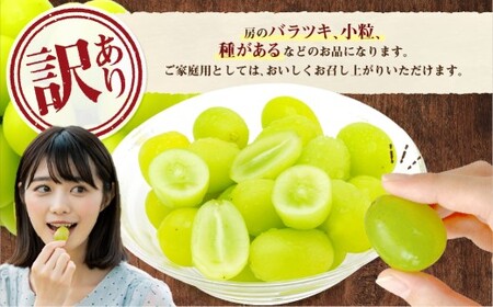 【訳あり】ご家庭用シャインマスカット 1～4房（約1.6kg以上）【2026年9月上旬～10月下旬まで発送予定】 訳あり 自宅用 マスカット ぶどう 種なし 冷蔵 岡山県 倉敷市