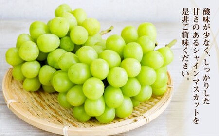 【訳あり】ご家庭用シャインマスカット 1～4房（約1.6kg以上）【2026年9月上旬～10月下旬まで発送予定】 訳あり 自宅用 マスカット ぶどう 種なし 冷蔵 岡山県 倉敷市