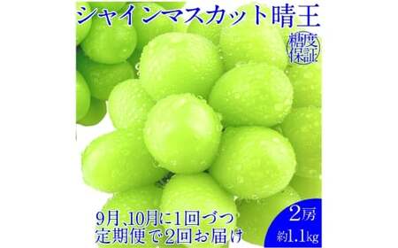 【2回定期便】シャインマスカット 晴王 ２房 約1.1kg ２回 定期便 9月・10月に1回ずつ発送【2026年9月上旬発送開始】【岡山県産 種無し 皮ごと食べる みずみずしい 甘い フレッシュ 9月～10月発送 晴れの国 おかやま ぶどう 葡萄 マスカット 果物大国 彩美菜果 岡山県 倉敷市 おすすめ 人気】 7,200円