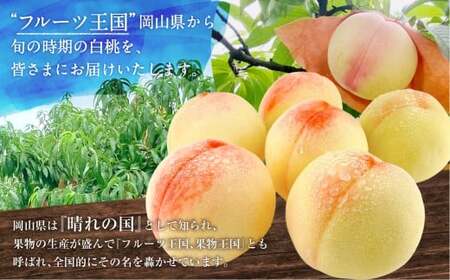 岡山県産 白桃  約1.5kg箱 5～6玉 【2026年7月上旬～8月下旬迄発送予定】 もも 桃 果物 くだもの フルーツ 国産 果実 冷蔵 