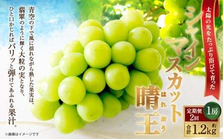 [HS]【定期便 全2回】ぶどう シャイン マスカット 晴王 1房 約600g【2026年9月上旬～10月下旬発送】【ブドウ 葡萄  岡山県産 国産 フルーツ 果物 ギフト】
