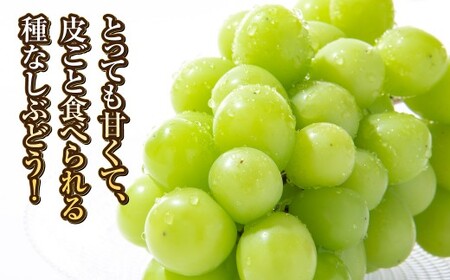 シャインマスカット 2~3房(合計約1.3kg)果物 ぶどう フルーツ デザート スイーツ 高糖度 甘い 種なし 大粒 人気 皮ごと【2026年8月下旬~9月下旬発送予定】